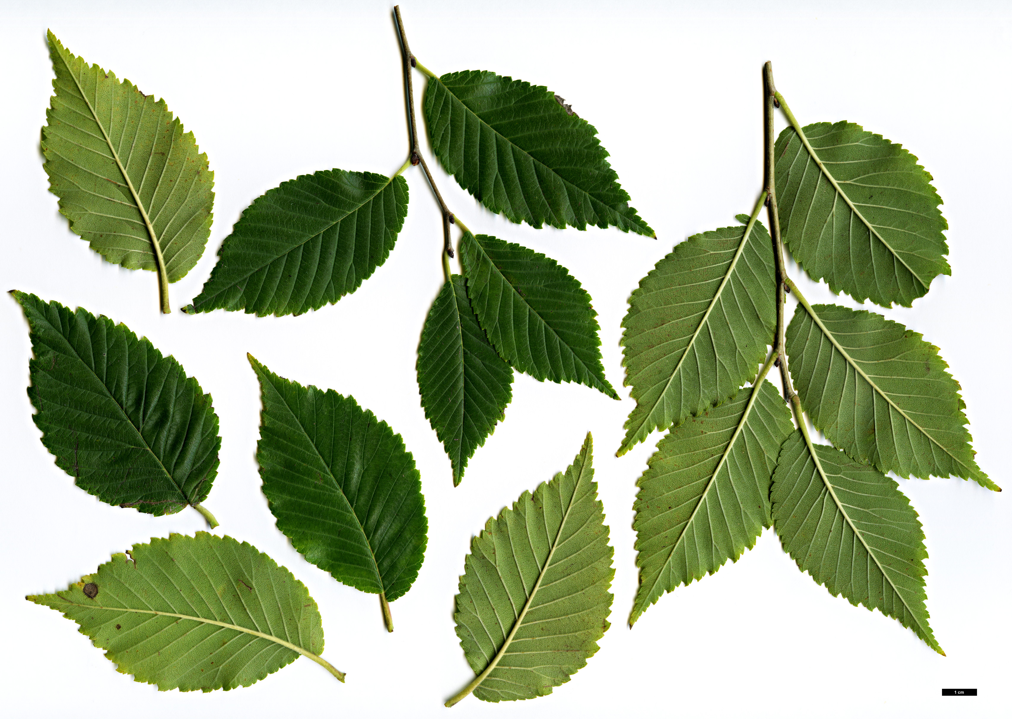 High resolution image: Family: Ulmaceae - Genus: Ulmus - Taxon: davidiana - SpeciesSub: var. japonica High resolution image: Family: Ulmaceae - Genus: Ulmus - Taxon: davidiana - SpeciesSub: var. japonica